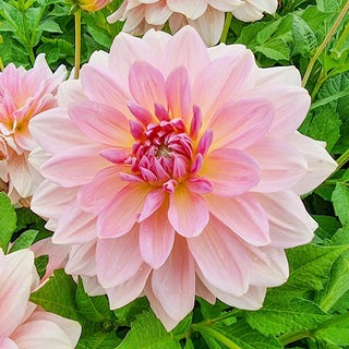 Fairway Pilot Giant Dinnerplate Dahlia