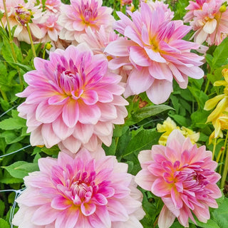 Fairway Pilot Giant Dinnerplate Dahlia