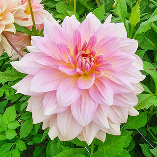 Fairway Pilot Giant Dinnerplate Dahlia