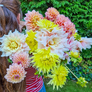 Pastel Promenade Dahlia Mixture