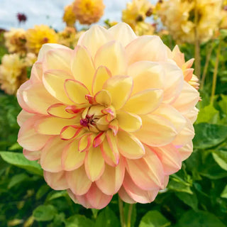 Happy Go Lucky Dahlia