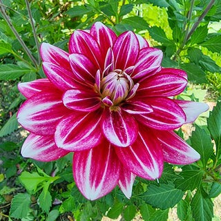 Hemisphere Dahlia