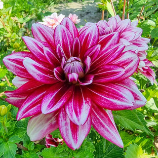 Hemisphere Dahlia