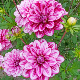 Hemisphere Dahlia