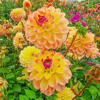 Jowey Julie Dahlia