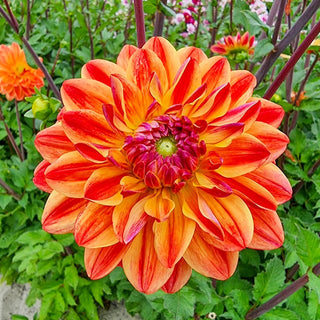 Kees Verkade Dahlia