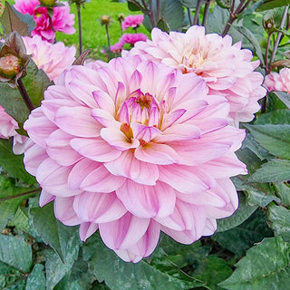 Melody Harmony Dahlia