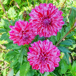 Santander Dahlia