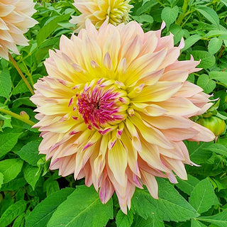 Tom Pouce Dahlia