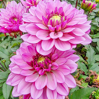 Ton Sur Ton Dahlia