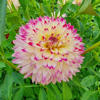 Aphrodite Dahlia