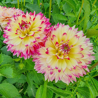 Aphrodite Dahlia