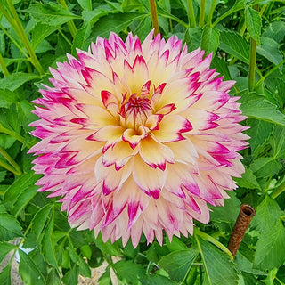 Aphrodite Dahlia