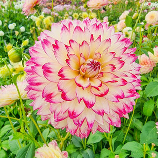 Aphrodite Dahlia