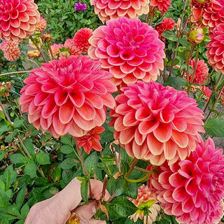 Zundert Mystery Fox Dahlia