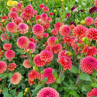 Zundert Mystery Fox Dahlia