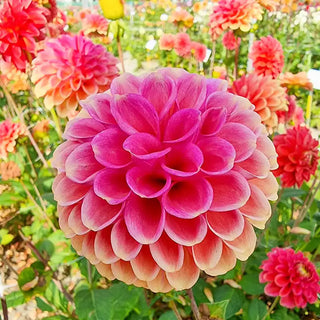 Zundert Mystery Fox Dahlia