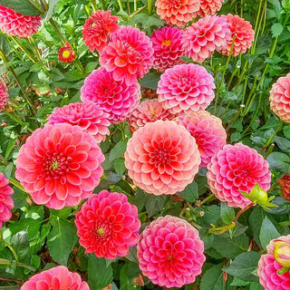 Zundert Mystery Fox Dahlia