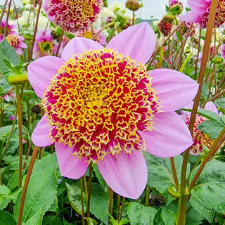 Anemone Dahlias