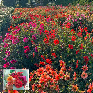 Improved Beeline Dahlia Mixture