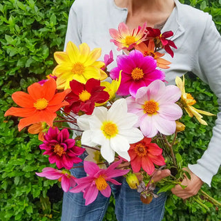 Bee-Friendly Single-Flowered Dahlia Mixture