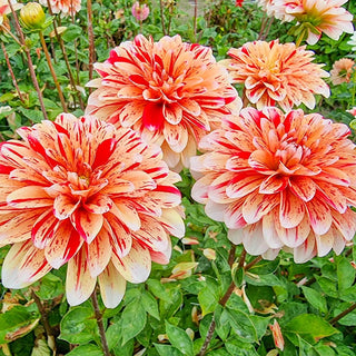 Striped Nagano Dahlia