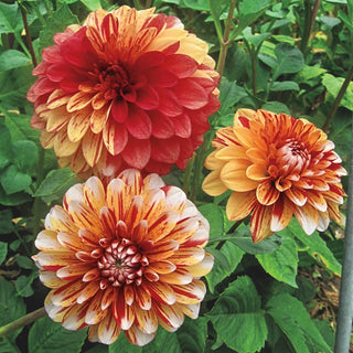 Striped Nagano Dahlia