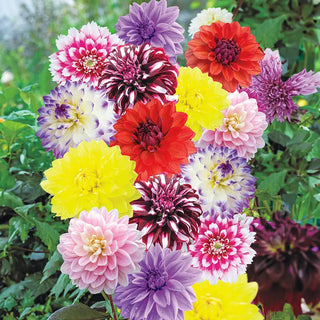 Deluxe Dahlia Mixture