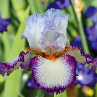 Triple Take Bearded Iris