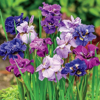 Double Flowered Siberian Iris Mixture