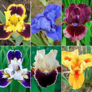 Bearded Dwarf Iris Collection