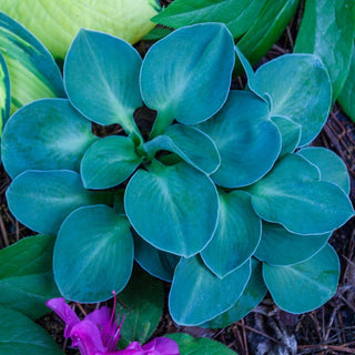 Blue Mouse Ears Mini Hosta