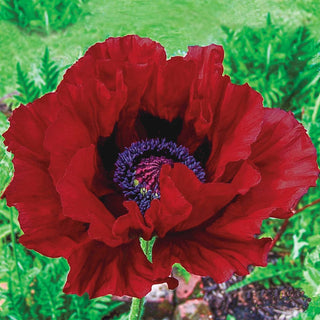 Heartbeat Oriental Poppy