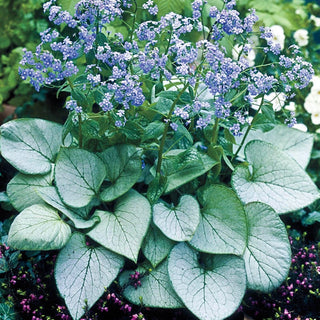 Silver Heart Siberian Bugloss