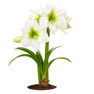 Antarctica Amaryllis