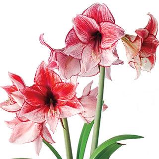 Charisma Amaryllis Bulb