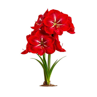 Happy Grandise Amaryllis