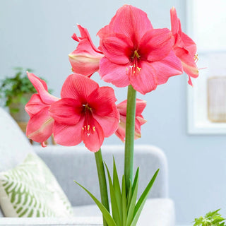 Pink Surprise Amaryllis