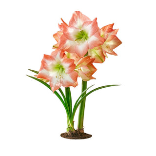 Shine Dream Amaryllis