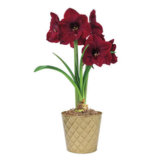 Colossal Benfica Amaryllis