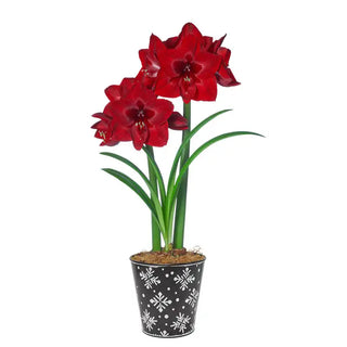 Red Reality Amaryllis