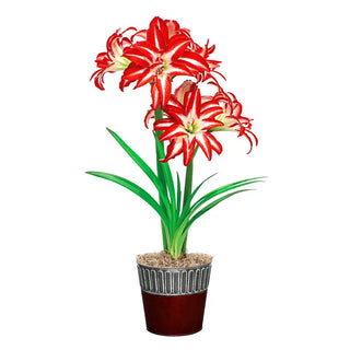 Splash Amaryllis