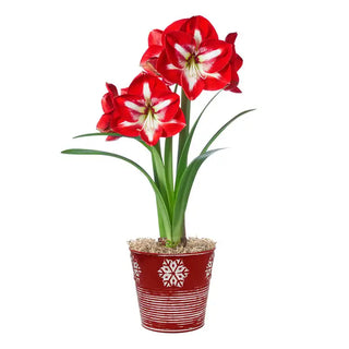 Stargazer Amaryllis