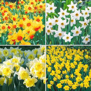 Best Daffodils For Naturalizing Collection