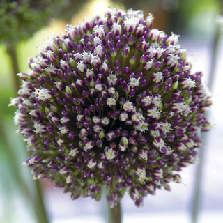 Allium Summer Drummer