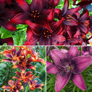 Collection Asiatic Lily