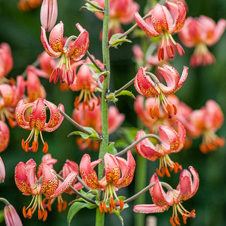 Manitoba Morning Turks Cap Lily