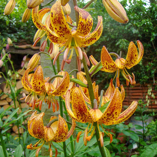 Sunny Morning Turks Cap Lily