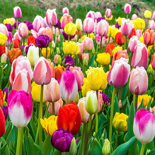 Tulip Bulb Mixes & Collections