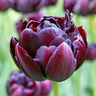 Black Hero Tulip